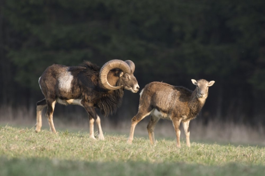 muflon - vadkárbecslő