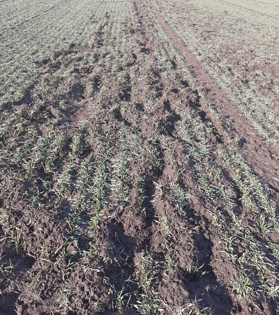 Vaddisznó túrás gabonában